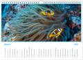 kalendarz_2021_clownfish_marzec