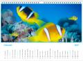 kalendarz_2021_clownfish_czerwiec