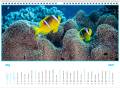 kalendarz_2021_clownfish_maj